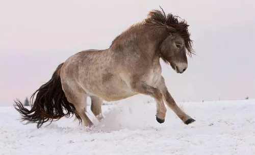 Якутская лошадь — описание породы