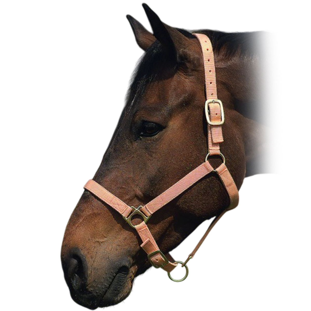 Недоуздок нейлоновый с подложкой