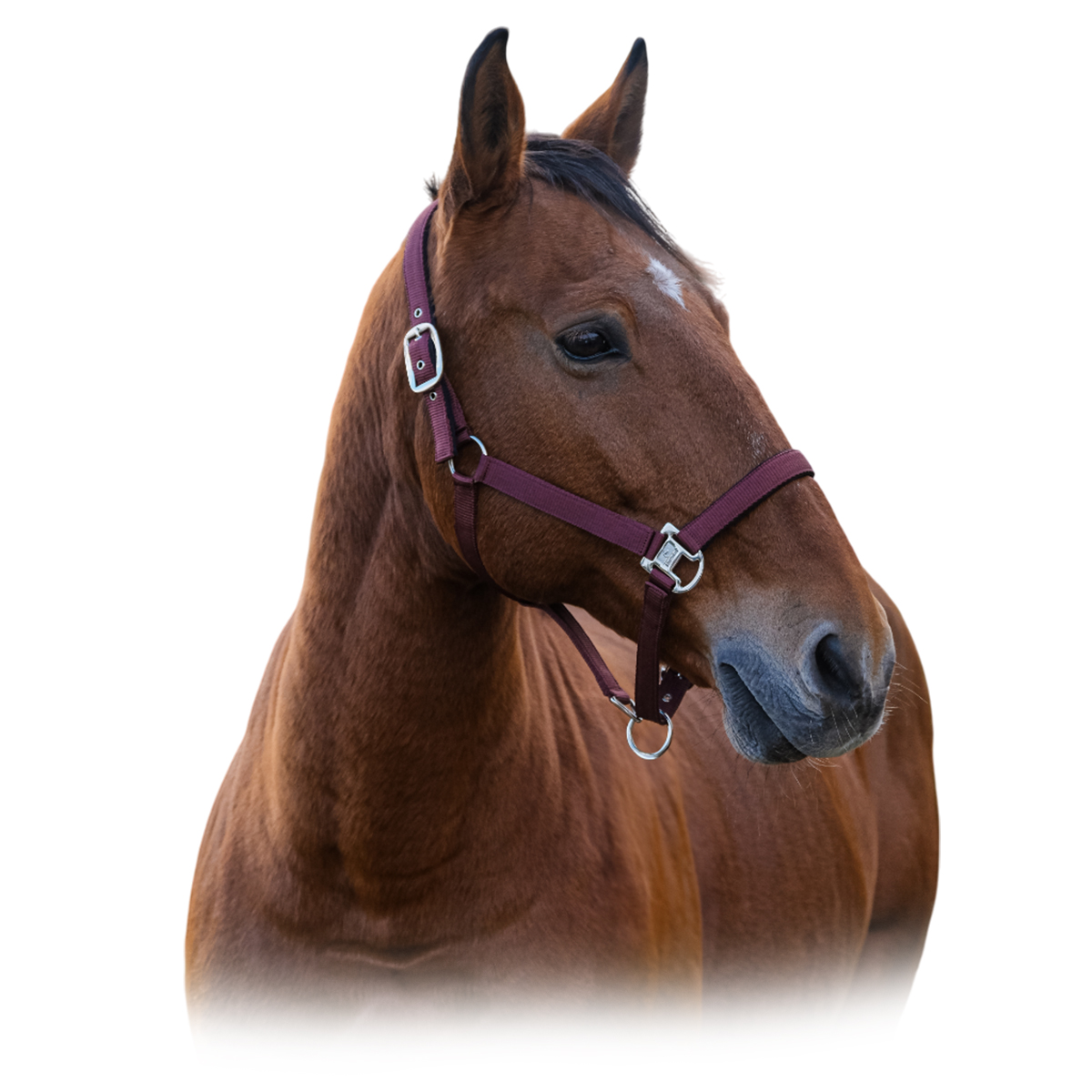 Недоуздок нейлоновый "Spring" 