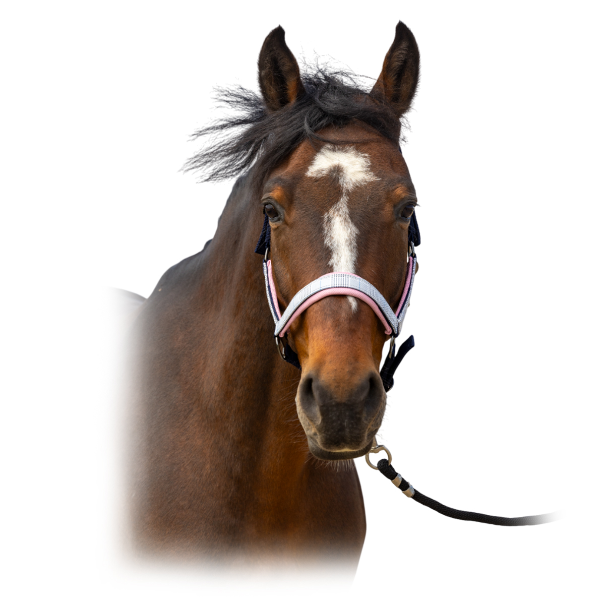 Недоуздок "Nylon Check" Недоуздок "Nylon Check"