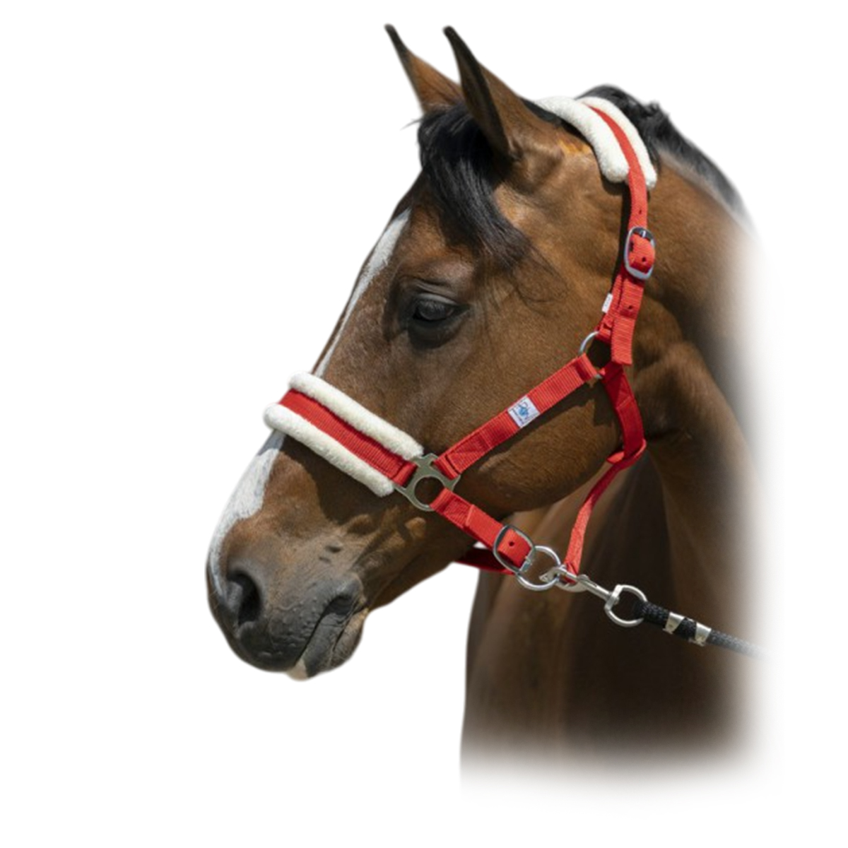 Недоуздок с мехом Недоуздок с мехом