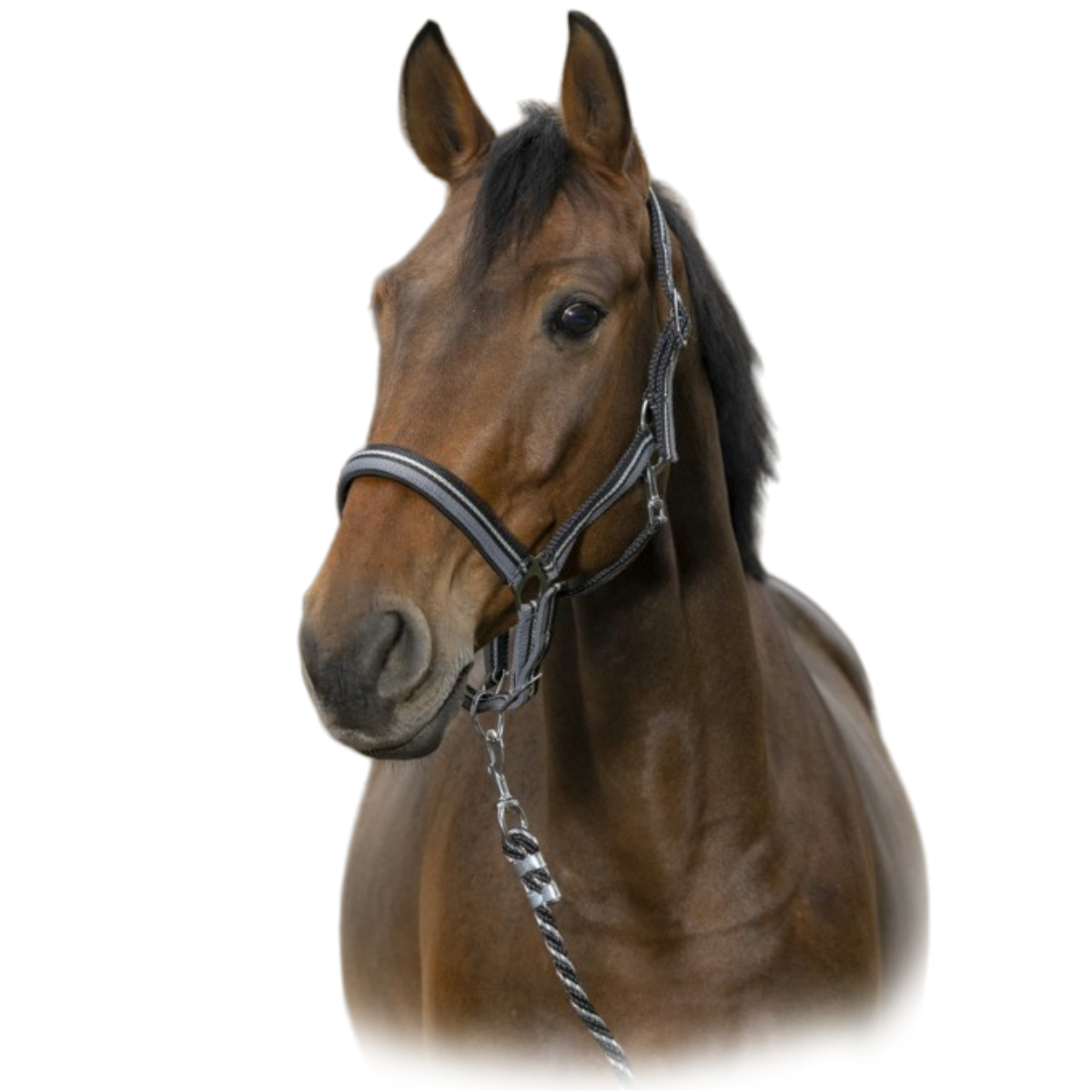 Комплект "BRILLANT” (недоуздок+чумбур) Уценка Комплект "BRILLANT” (недоуздок+чумбур) Уценка