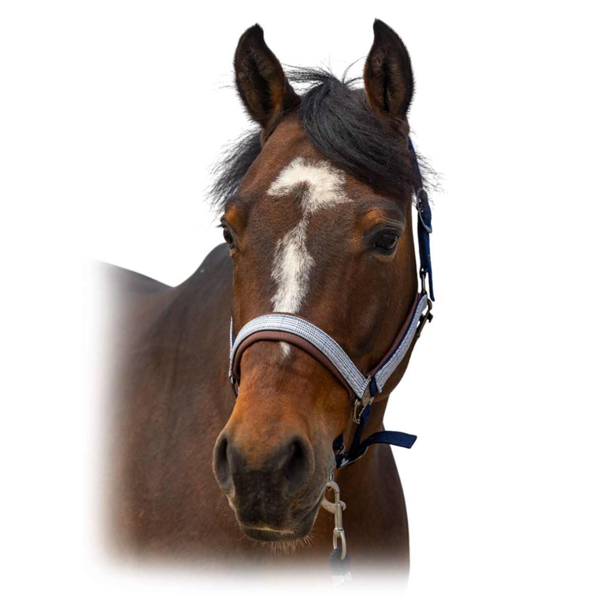 Недоуздок "Nylon Check" Недоуздок "Nylon Check"