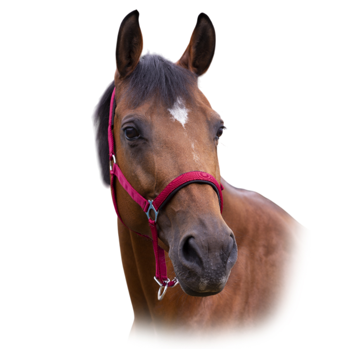 Недоуздок нейлоновый NORTON Недоуздок нейлоновый NORTON