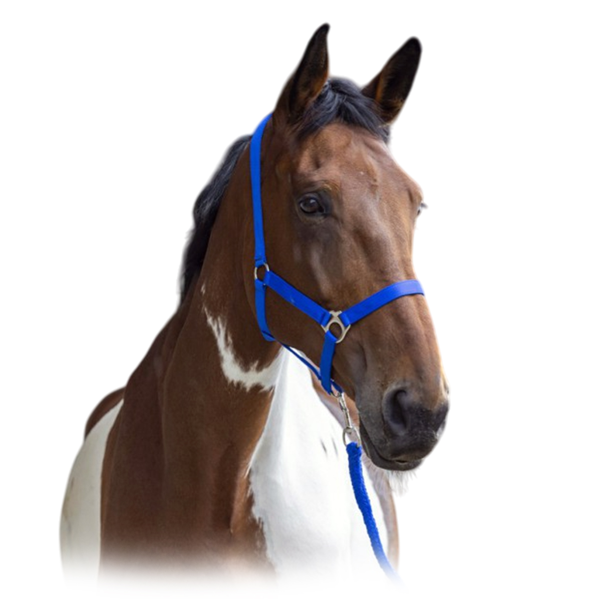 Комплект (недоуздок+чумбур) "CLUB" Комплект (недоуздок+чумбур) "CLUB"