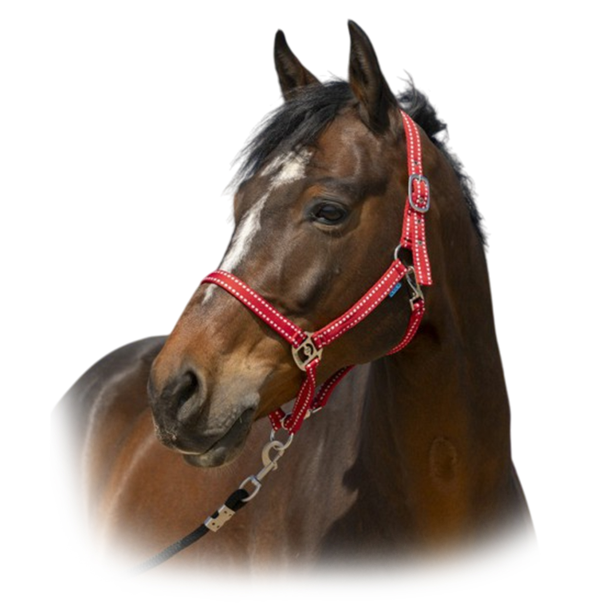 Недоуздок "Grooming" 