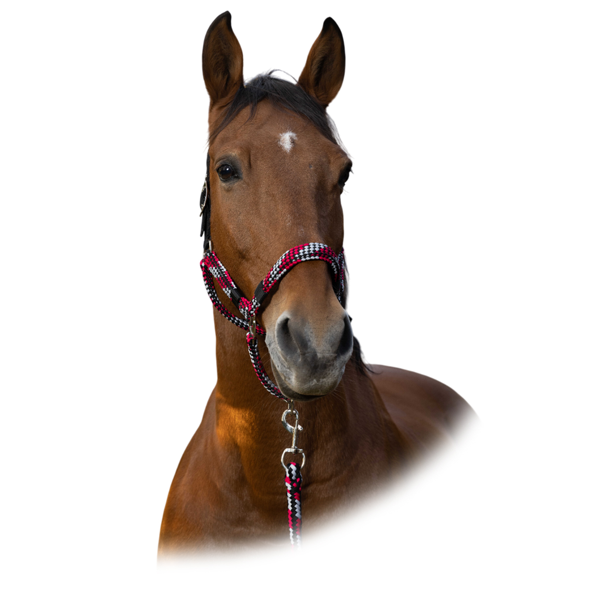 Комплект "TRESSÉ” (недоуздок+чумбур) Комплект "TRESSÉ” (недоуздок+чумбур)