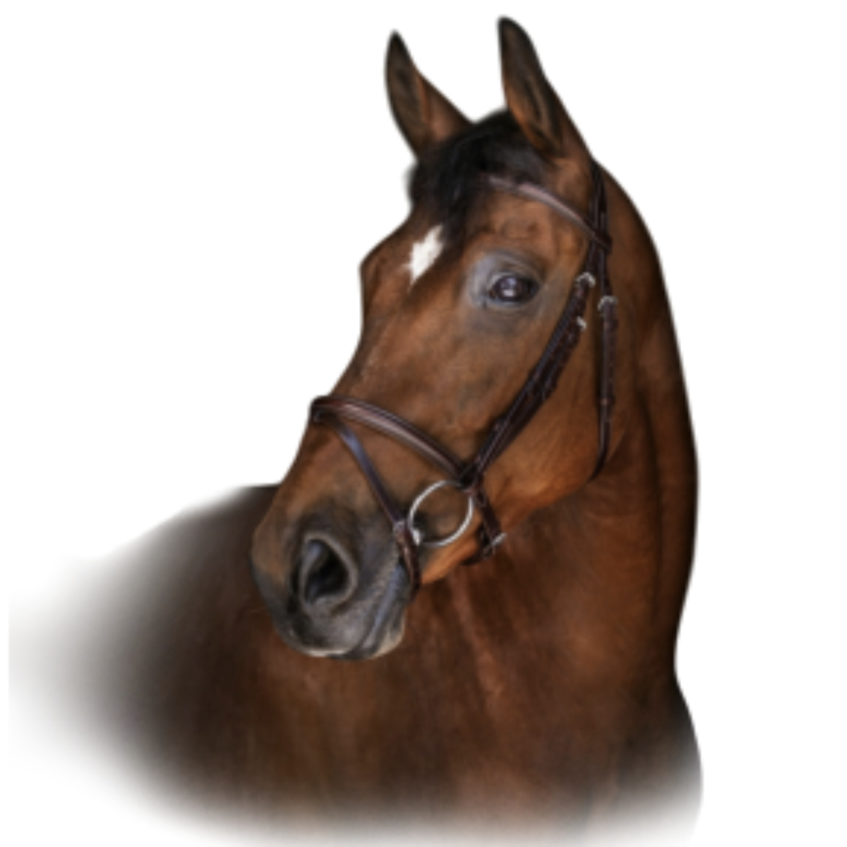 Оголовье трензельное EKKIA "ERIC THOMAS ELITE LONDRES" Оголовье трензельное EKKIA "ERIC THOMAS ELITE LONDRES"