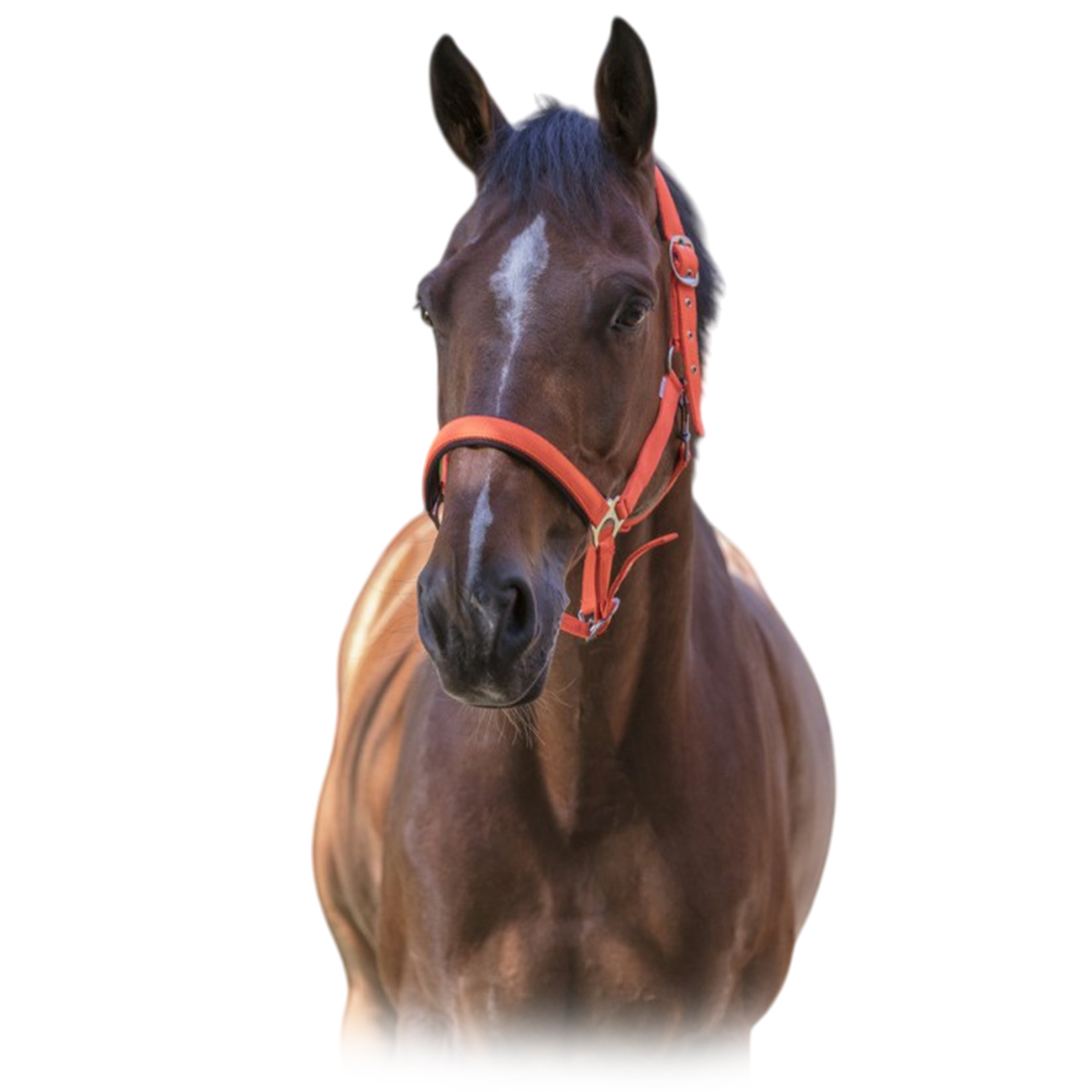 Недоуздок неоновый "FLUO"