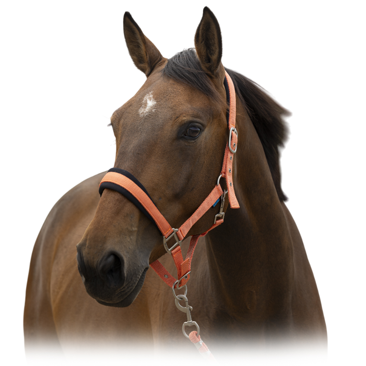 Комплект (недоуздок+чумбур) NORTON Комплект (недоуздок+чумбур) NORTON