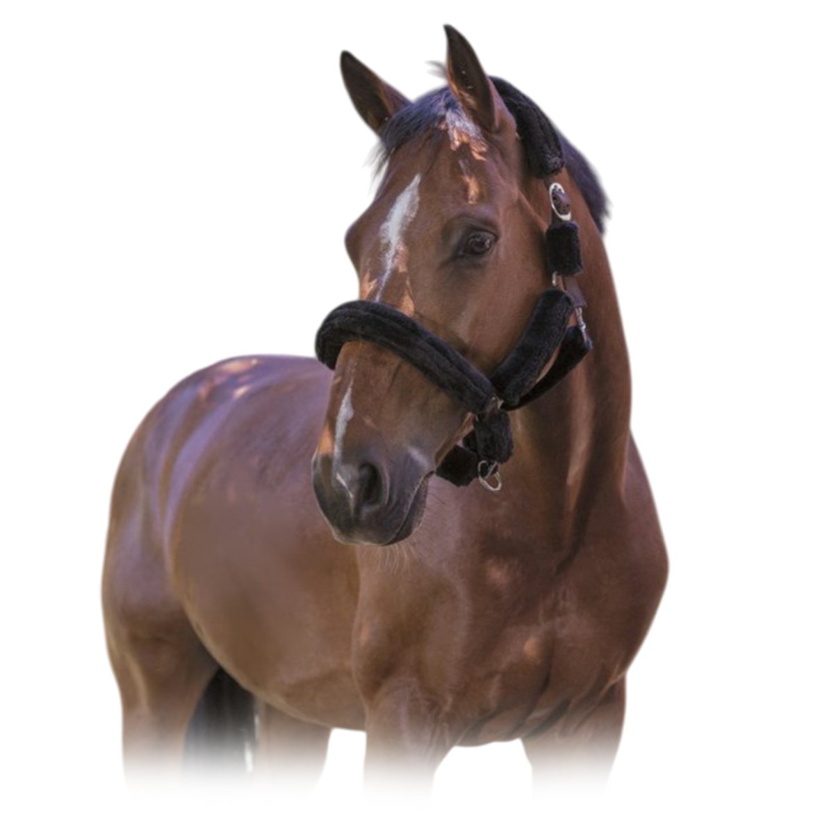 Недоуздок с мехом "Mouton synthétique" Недоуздок с мехом "Mouton synthétique"