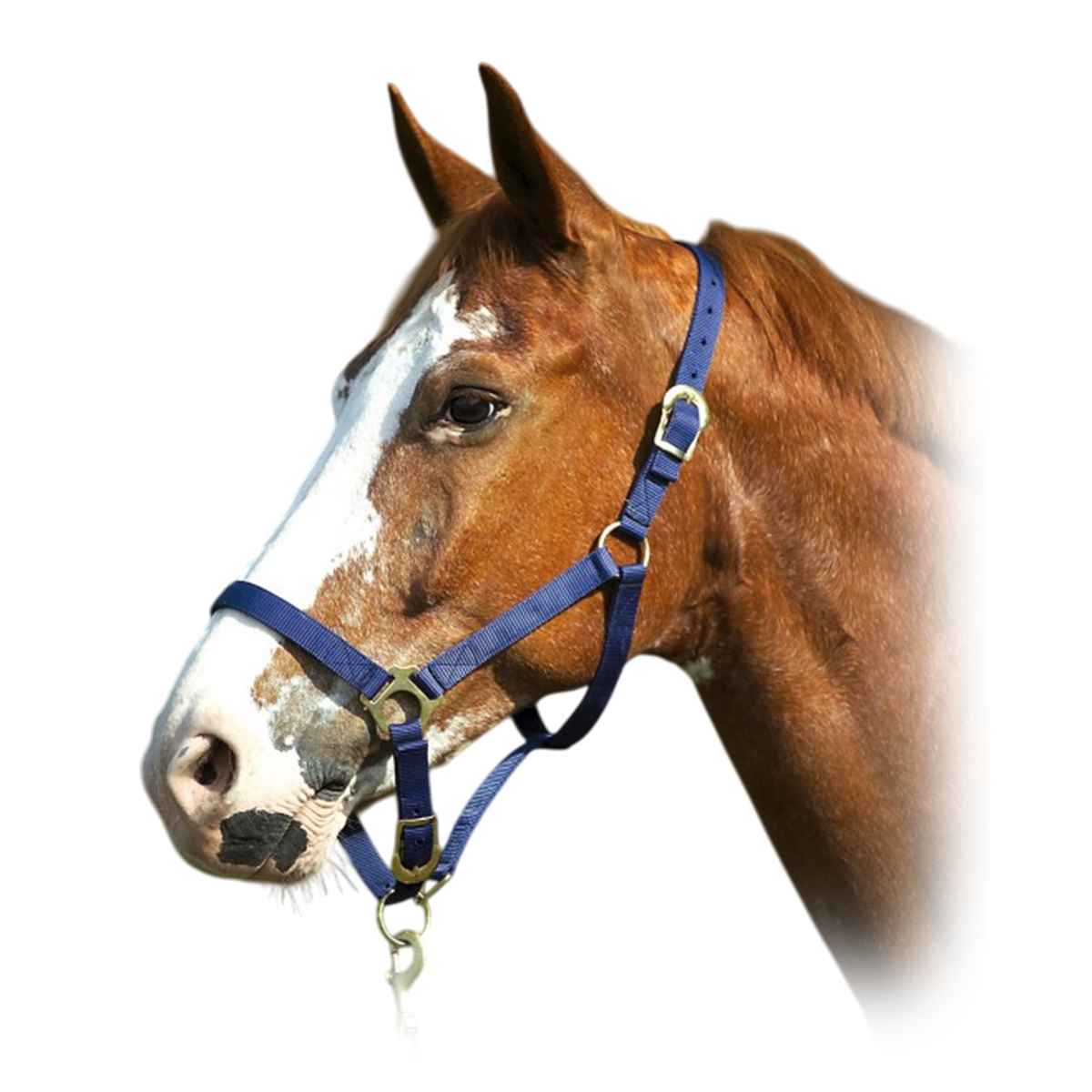 Недоуздок нейлоновый 