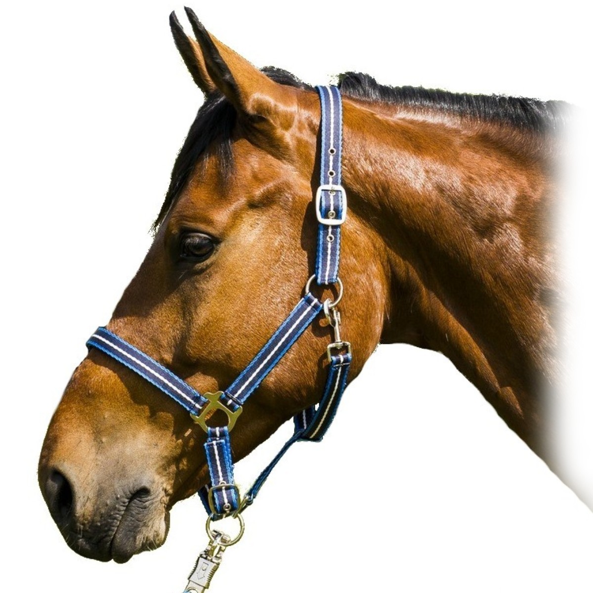 Недоуздок нейлоновый трехцветный