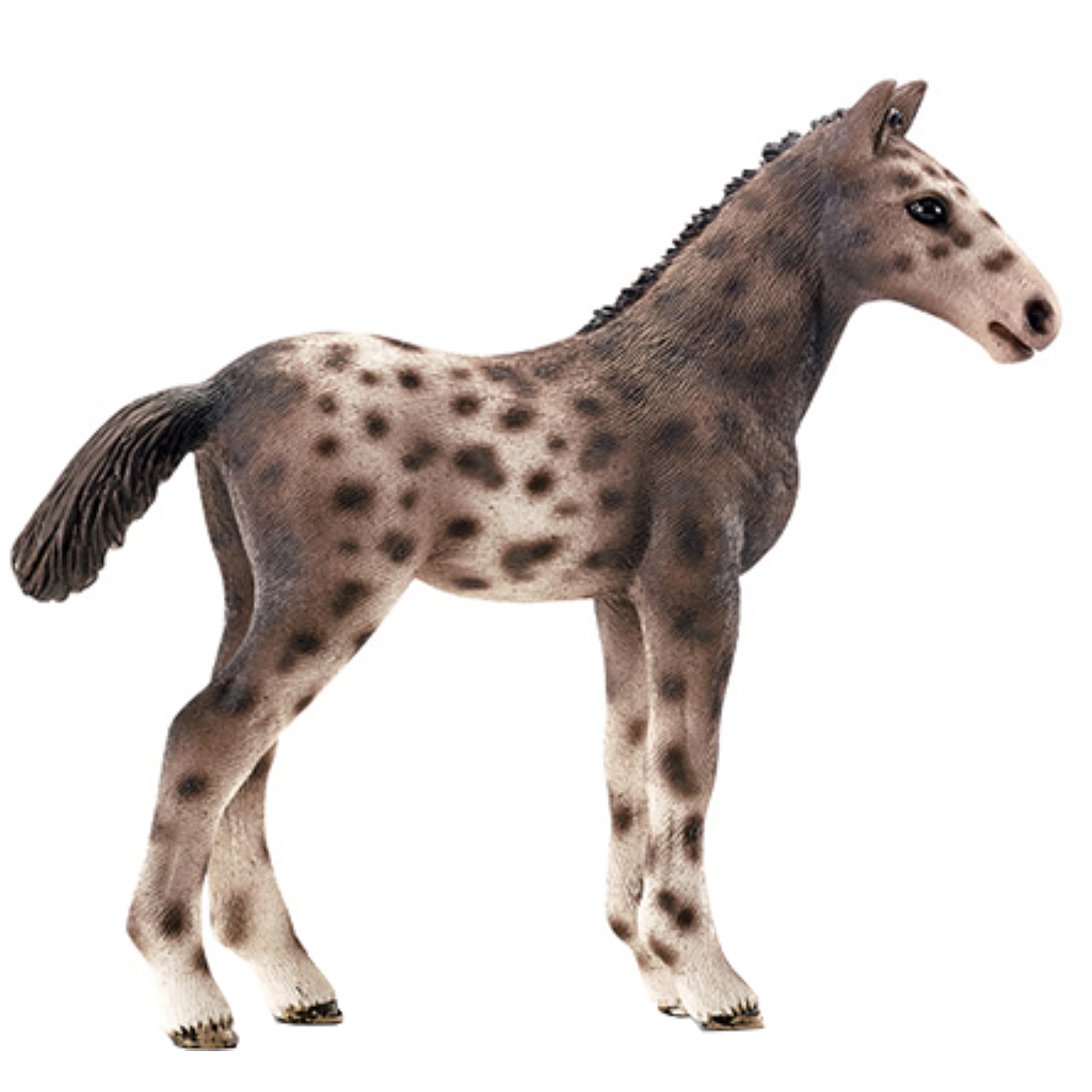 Жеребенок кнабструппер Жеребенок кнабструппер