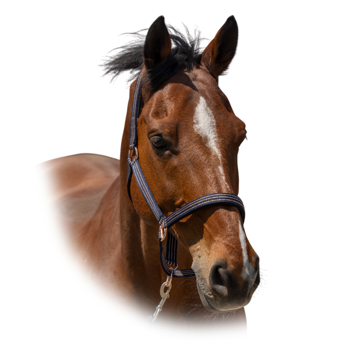 Недоуздок "Zari" Недоуздок "Zari"