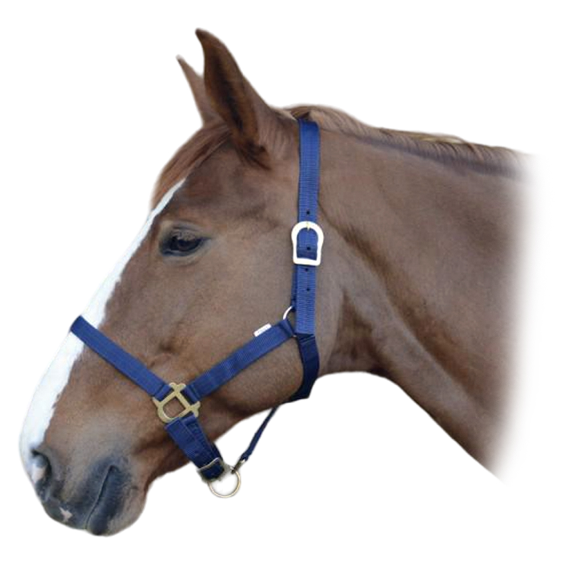 Недоуздок нейлоновый Недоуздок нейлоновый