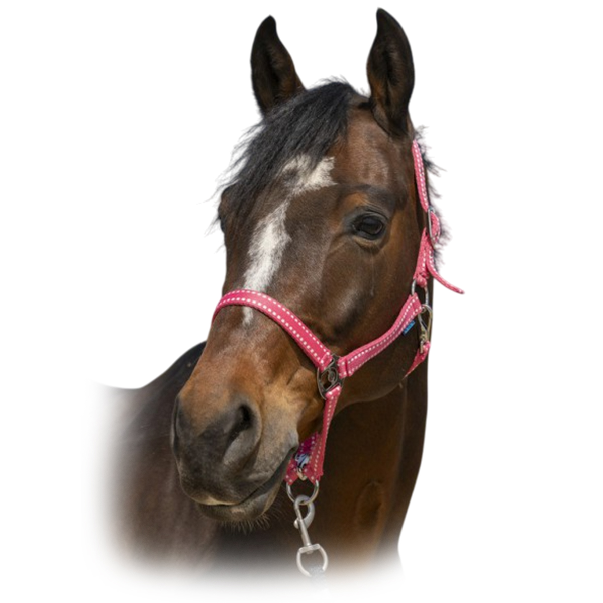 Недоуздок "Grooming" Недоуздок "Grooming"