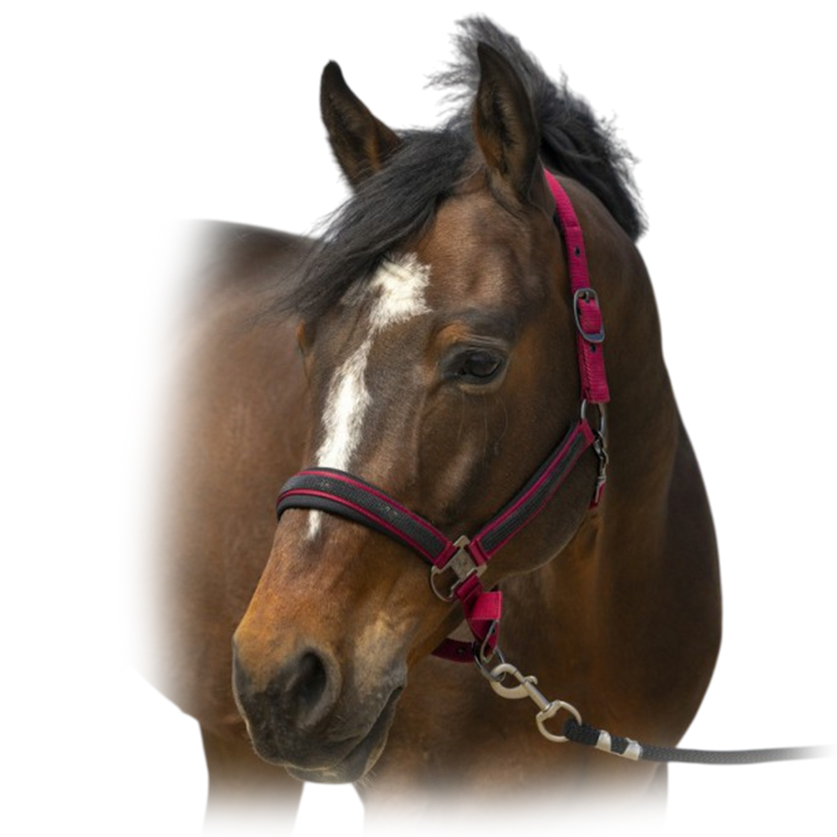 Недоуздок "Nylon Strass" Недоуздок "Nylon Strass"