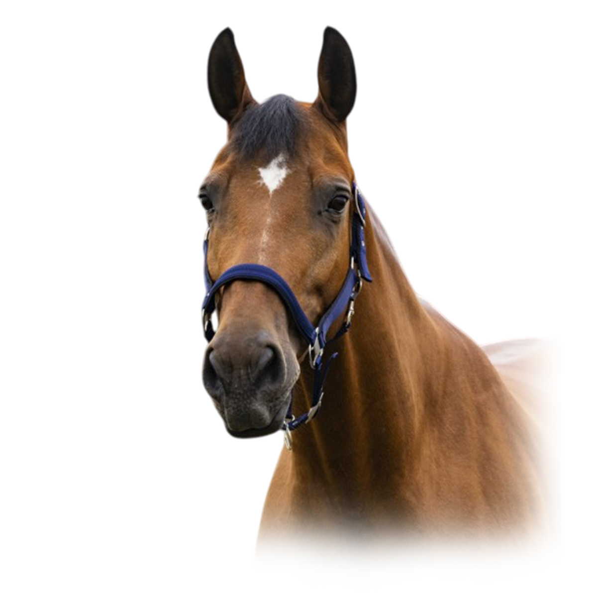 Недоуздок нейлоновый AIR на подложке Недоуздок нейлоновый AIR на подложке