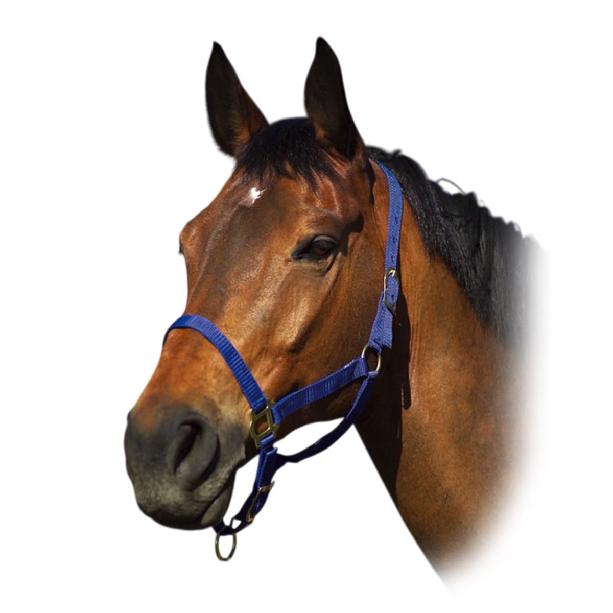 Недоуздок нейлоновый Недоуздок нейлоновый