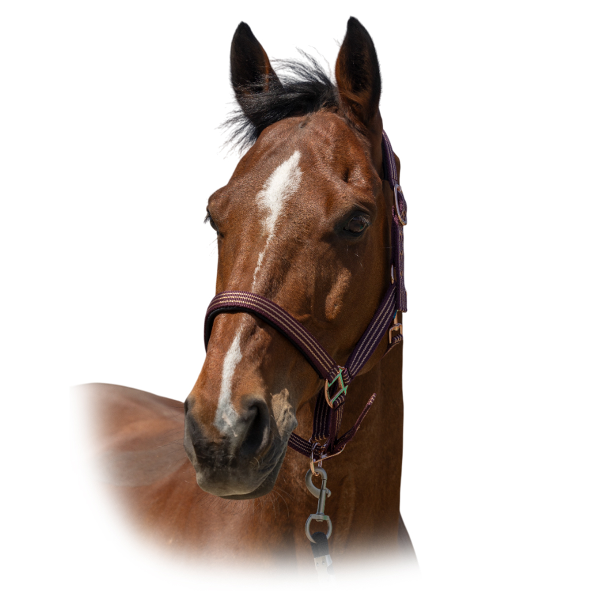 Недоуздок "Zari" Недоуздок "Zari"