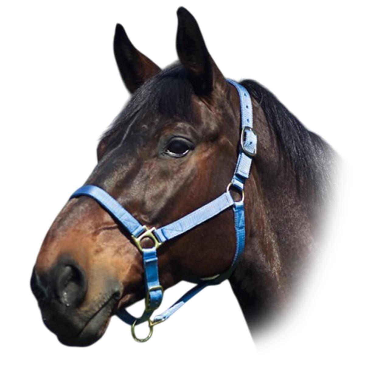 Недоуздок нейлоновый с подложкой Недоуздок нейлоновый с подложкой