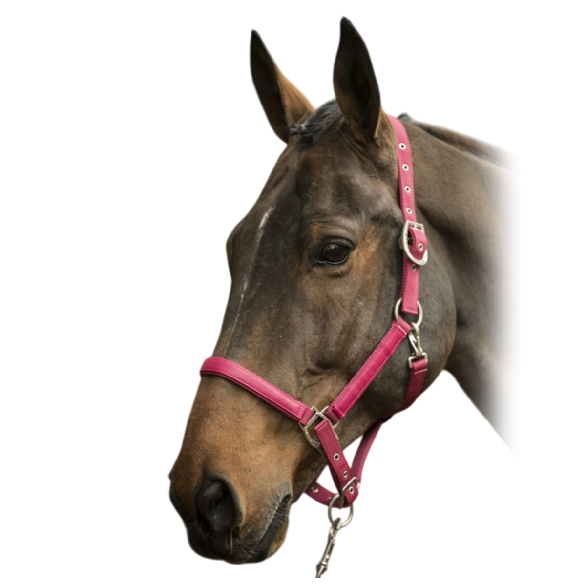 Недоуздок "LC" Недоуздок "LC"