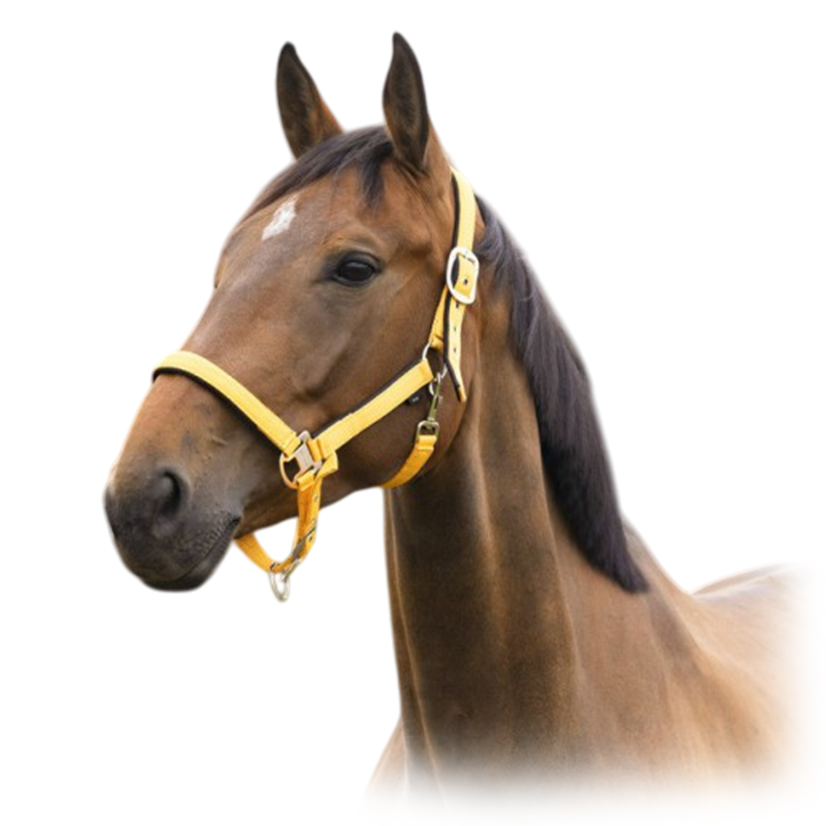 Недоуздок нейлоновый AIR на подложке