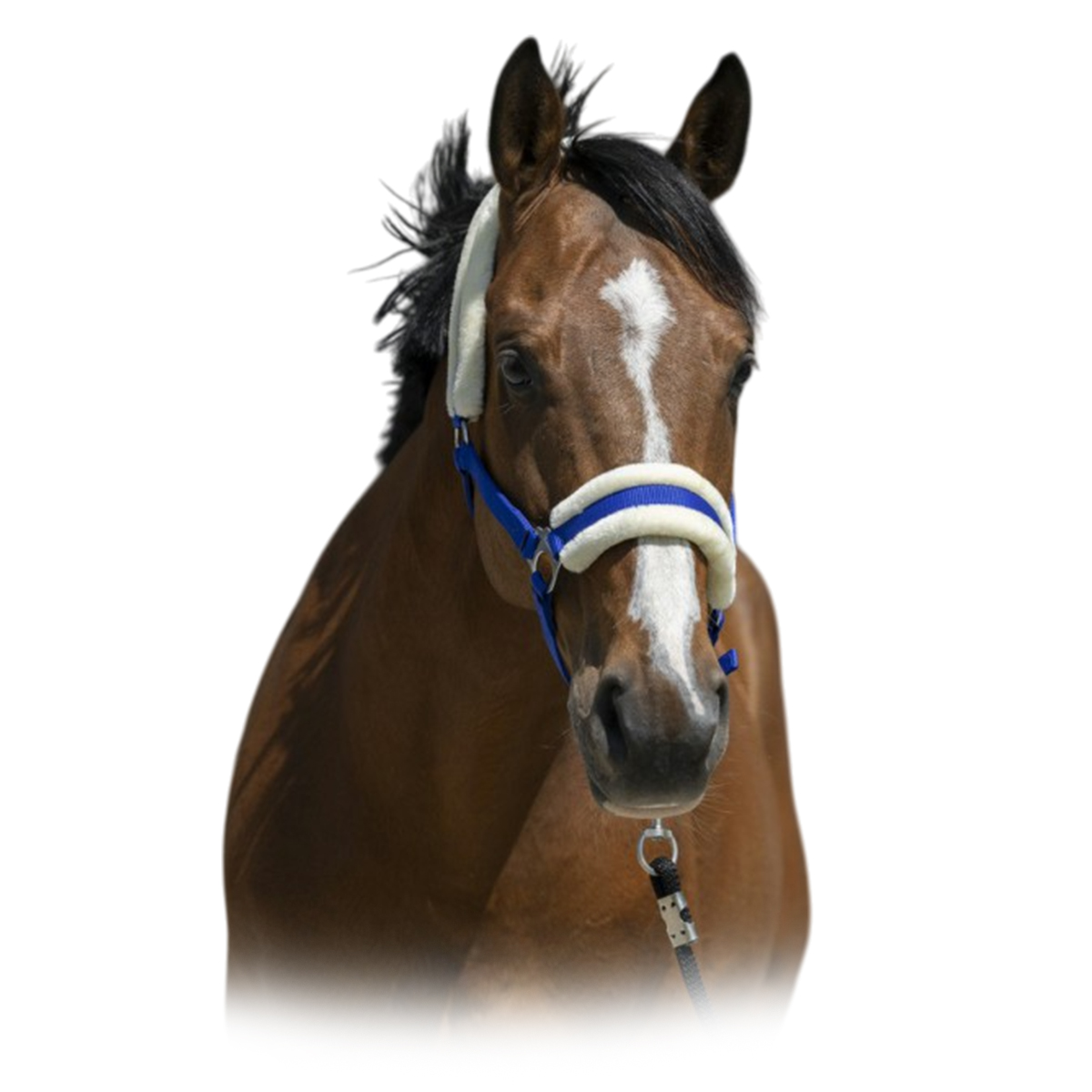 Недоуздок с мехом Недоуздок с мехом