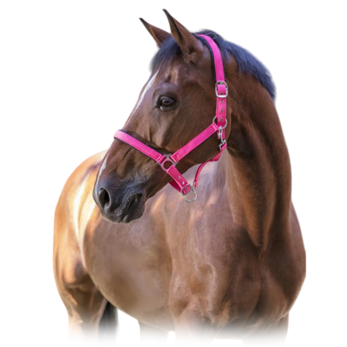 Недоуздок неоновый "FLUO"