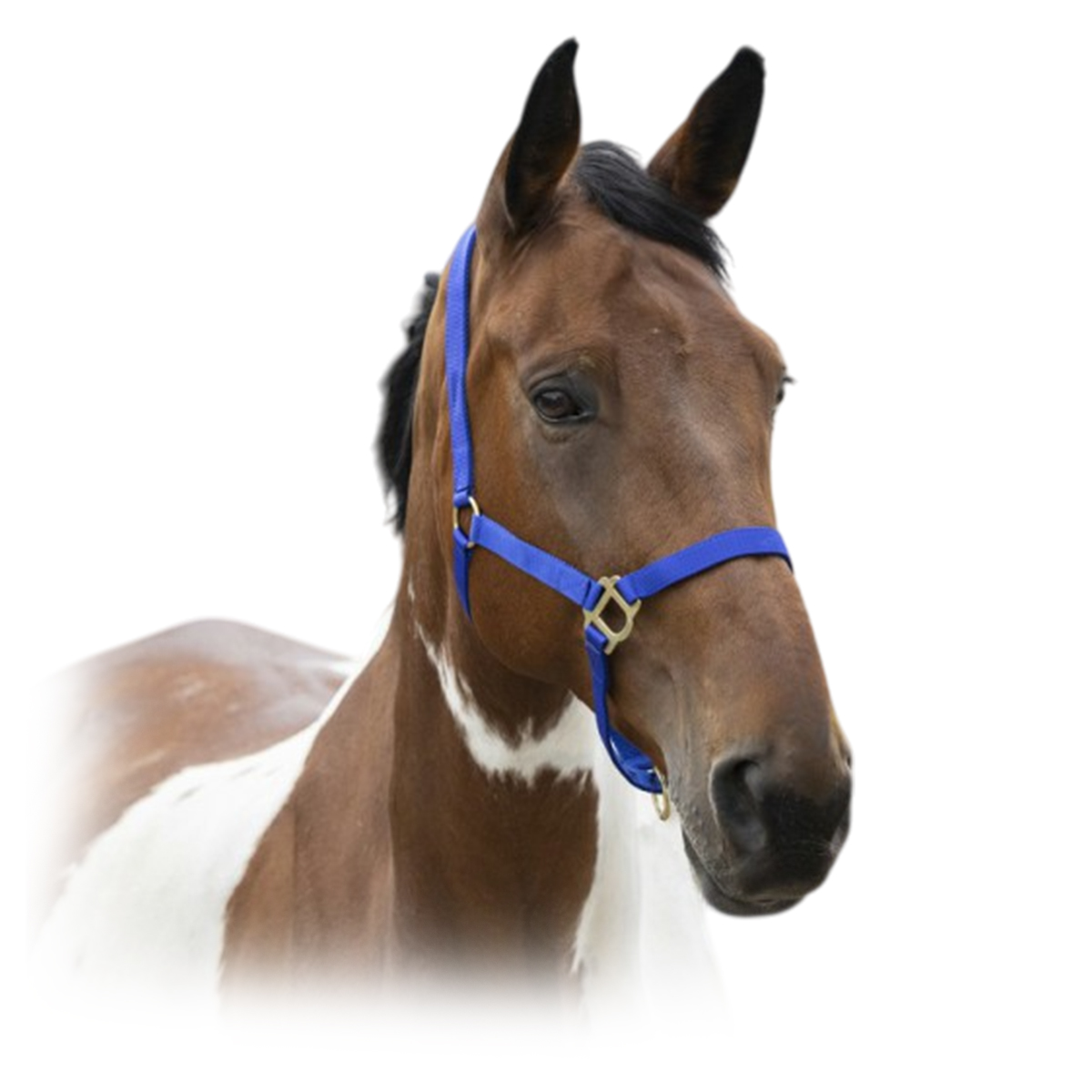 Недоуздок нейлоновый Недоуздок нейлоновый