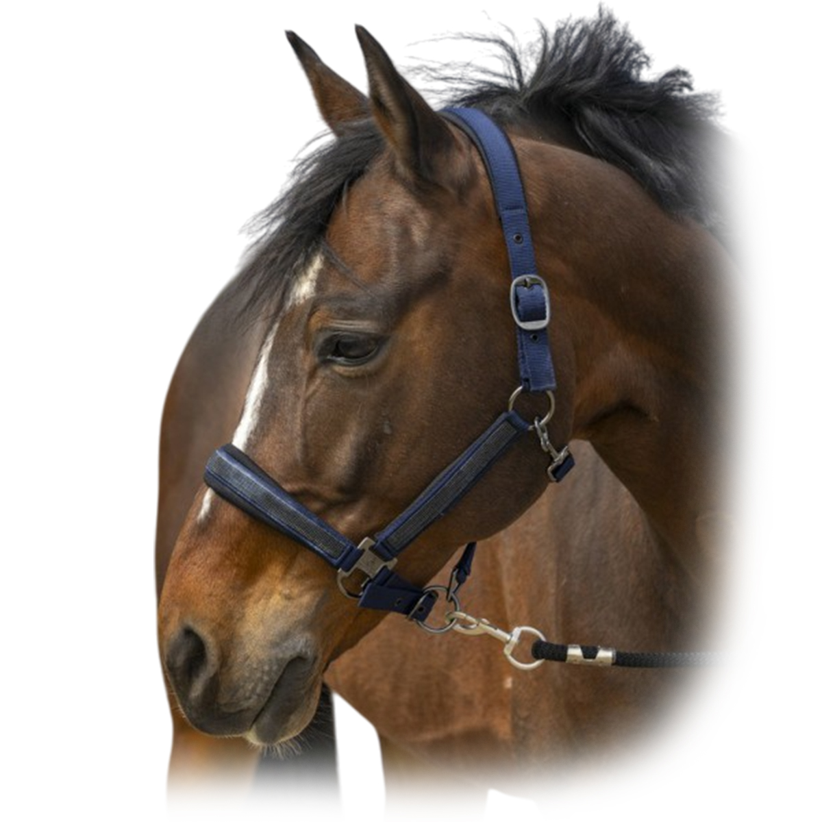 Недоуздок "Nylon Strass" Недоуздок "Nylon Strass"