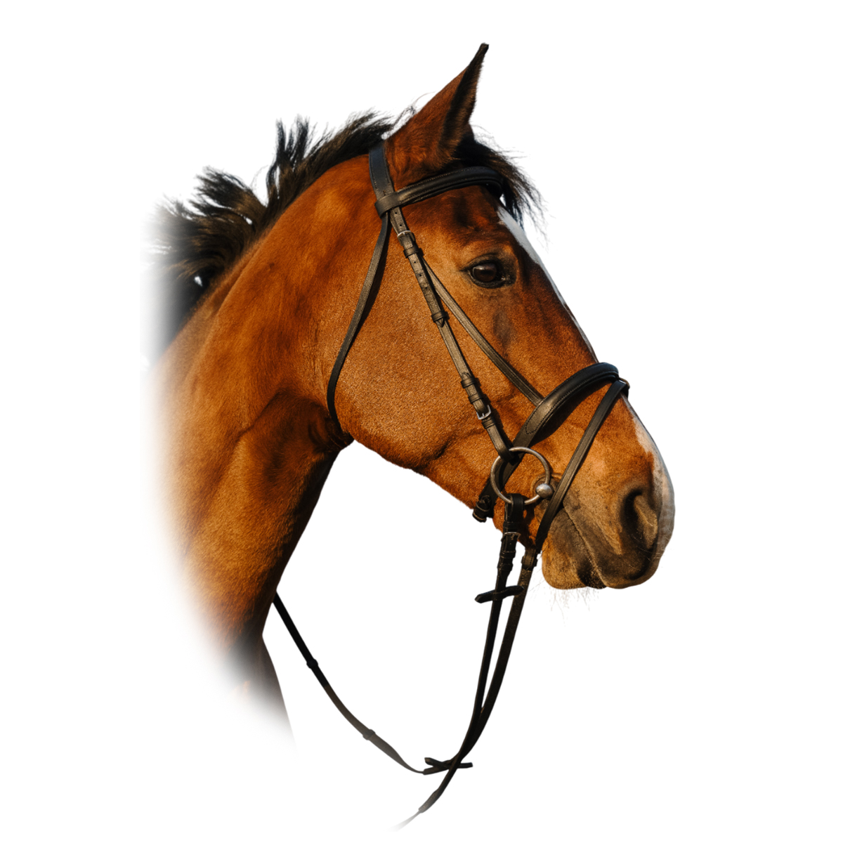 Оголовье тренз EK Riding World, 301009 Оголовье тренз EK Riding World, 301009