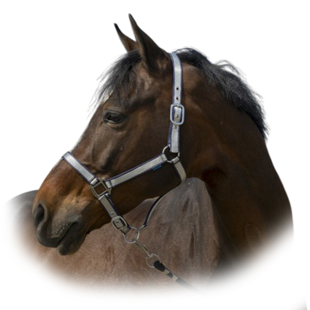 Недоуздок "Nylon Soft" Недоуздок "Nylon Soft"