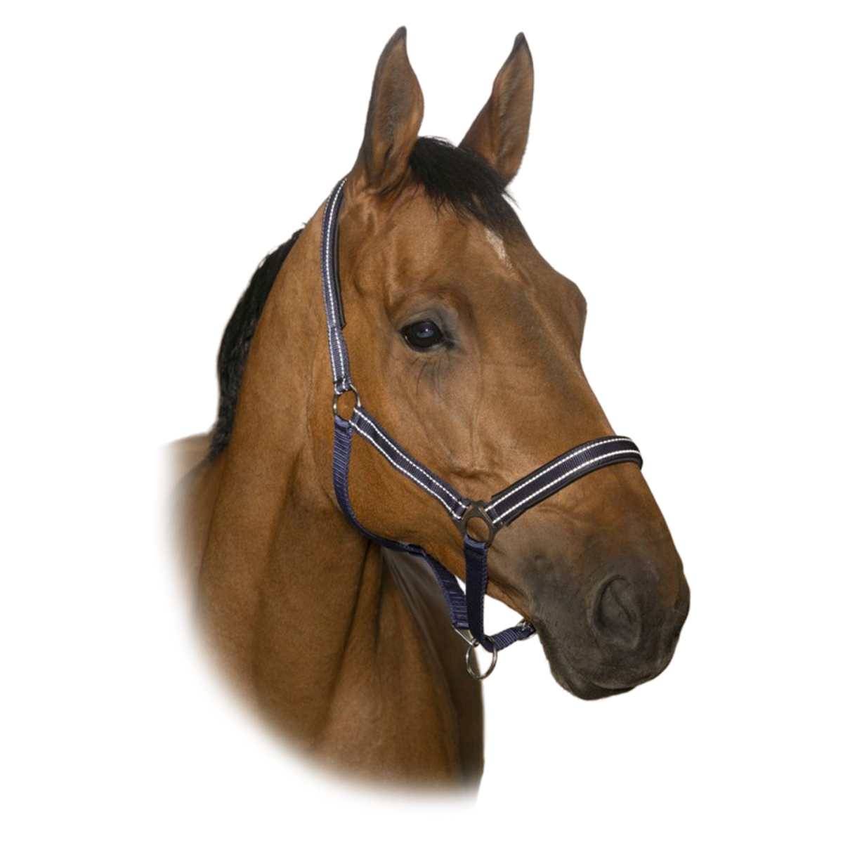 Недоуздок светоотражающий "REFLECTIVE" Недоуздок светоотражающий "REFLECTIVE"