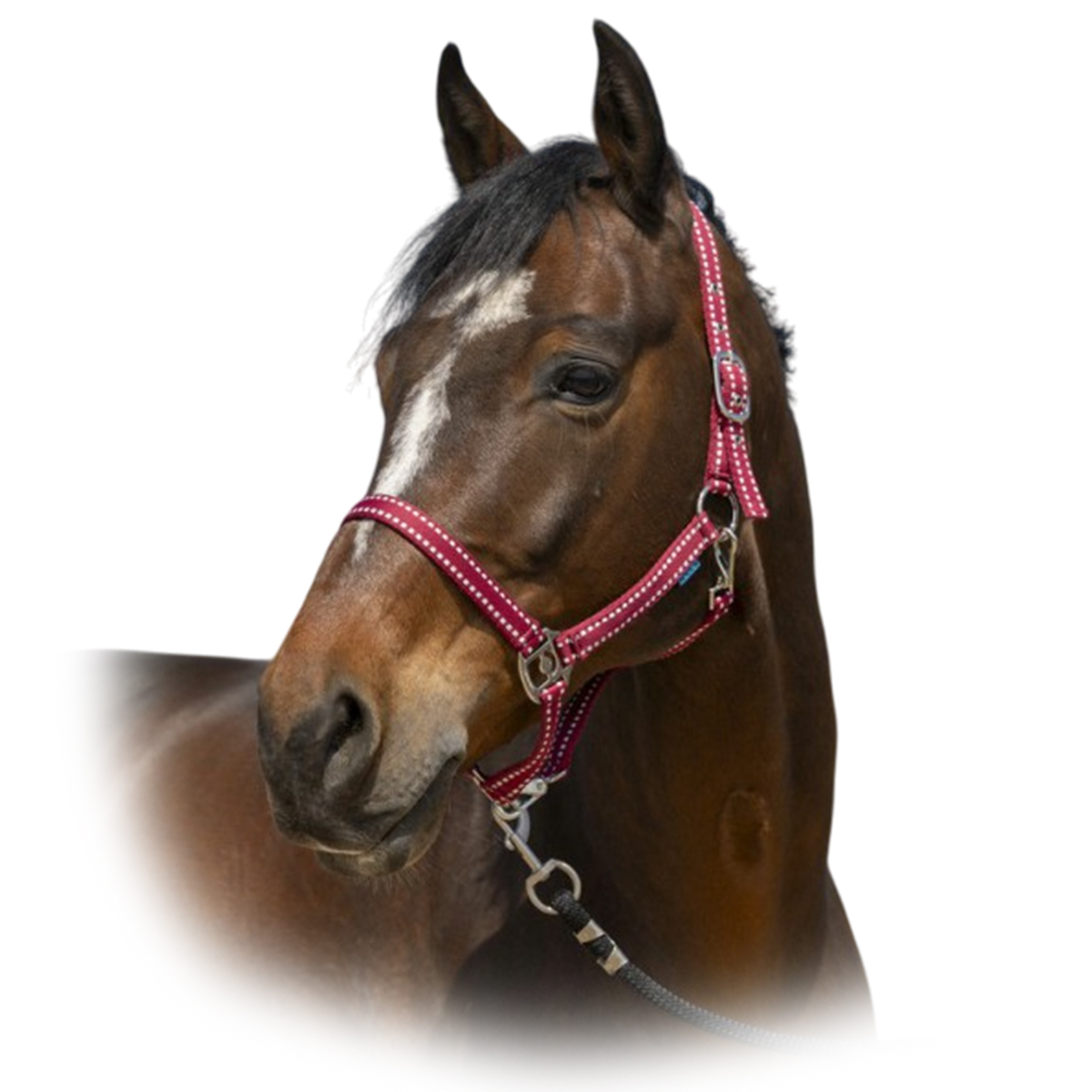 Недоуздок "Grooming" 