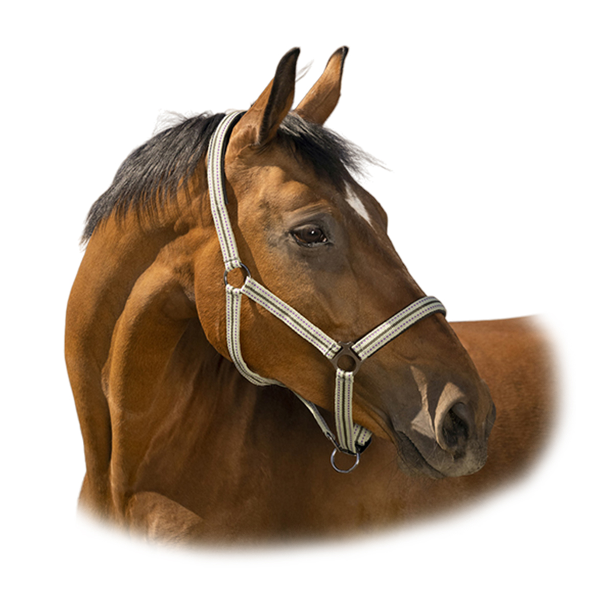 Недоуздок "BOUCLERIE NOIRE"