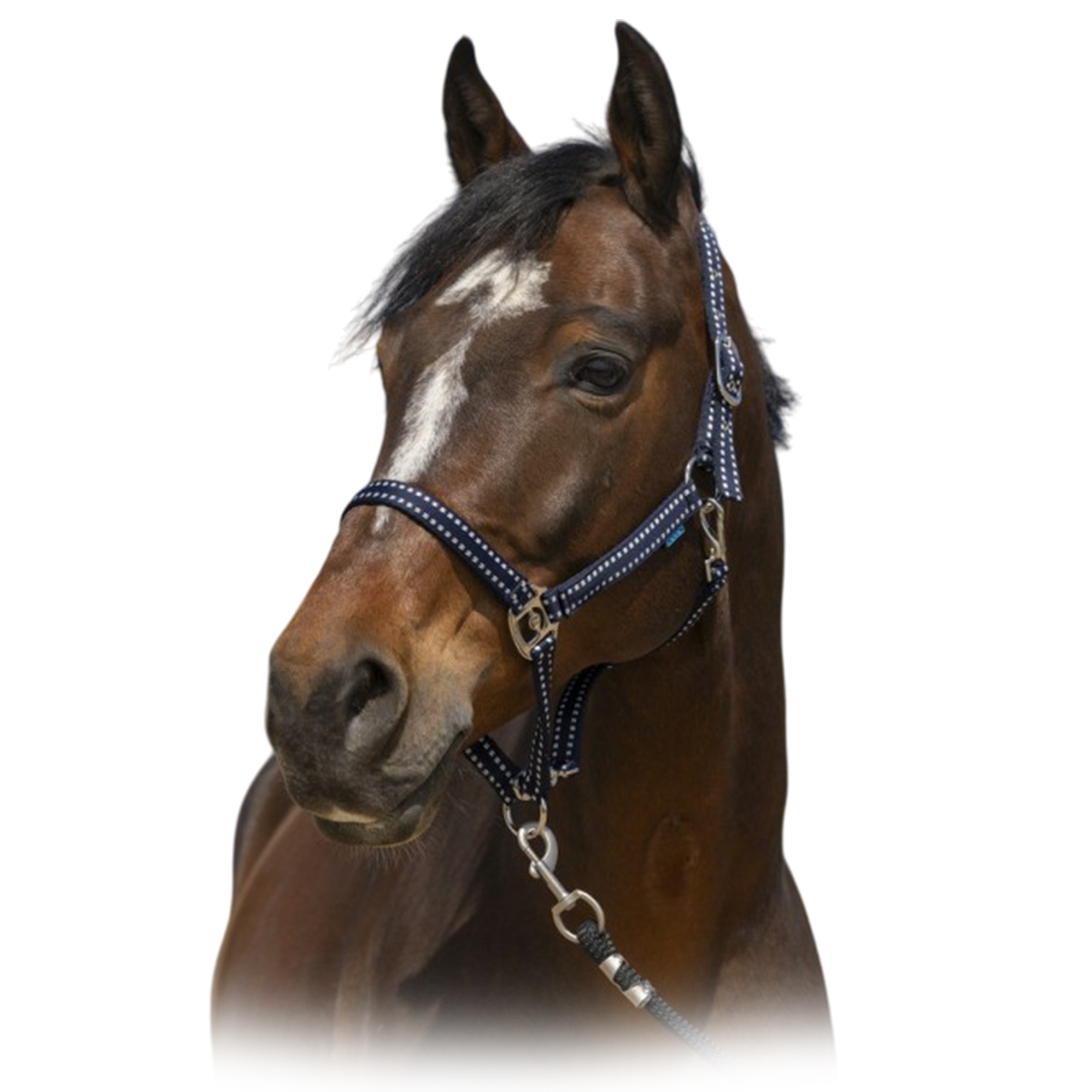 Недоуздок "Grooming" Недоуздок "Grooming"