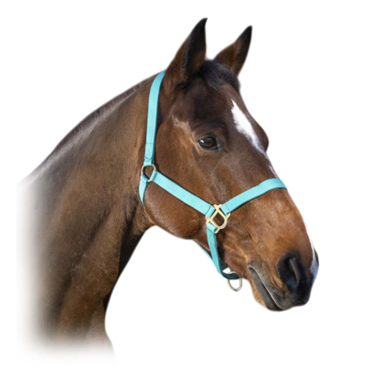 Недоуздок нейлоновый 