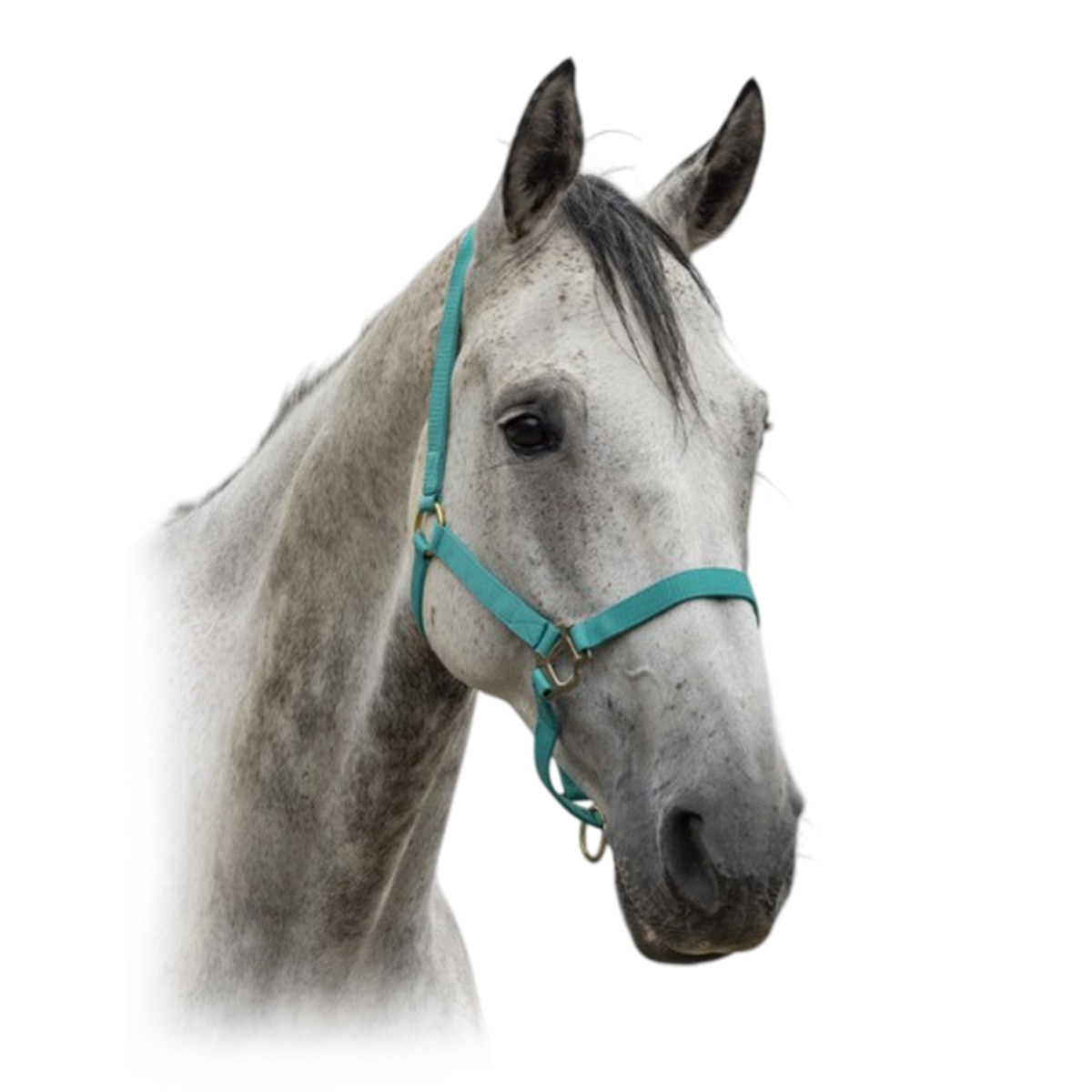 Недоуздок нейлоновый Недоуздок нейлоновый