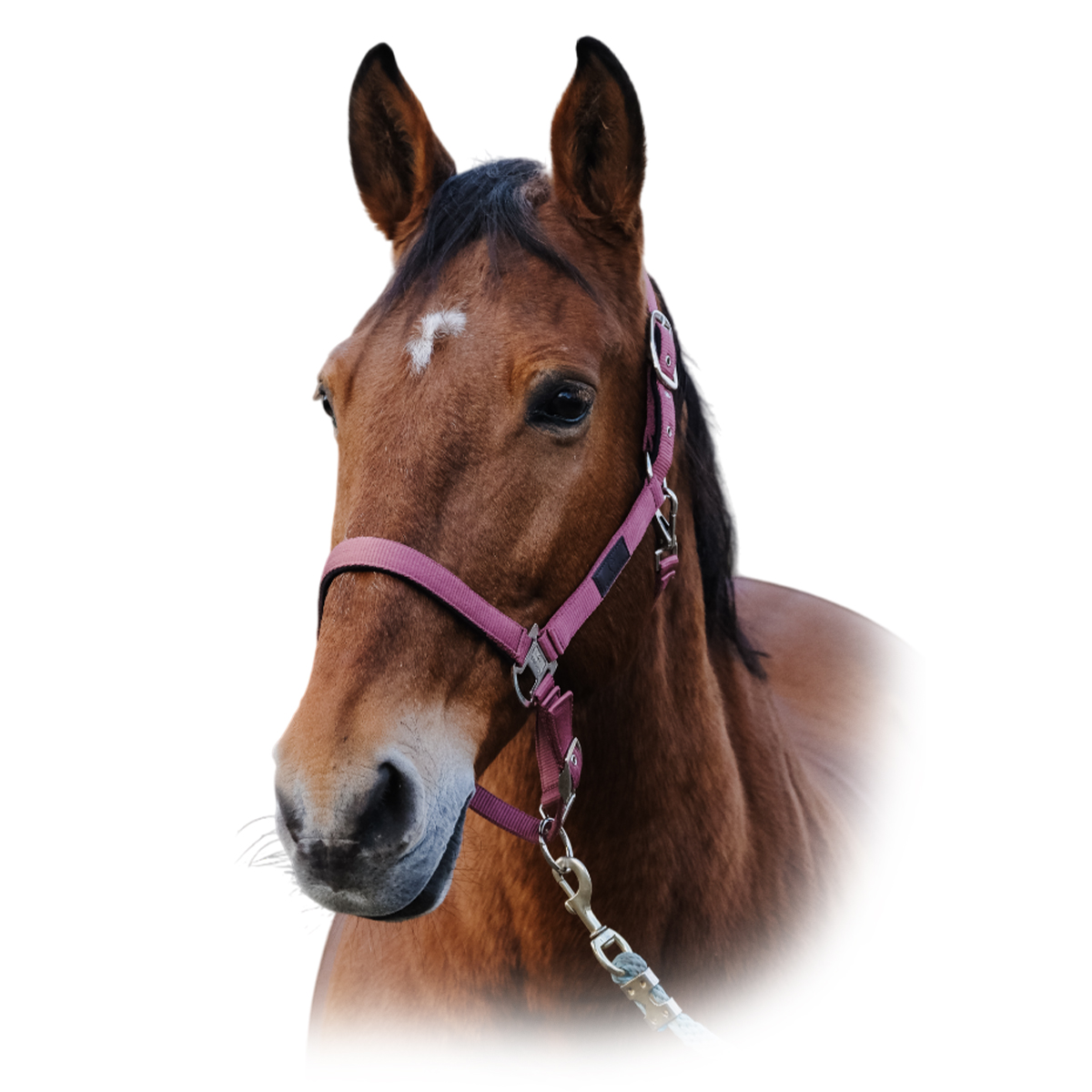 Недоуздок нейлоновый "Spring" Недоуздок нейлоновый "Spring"