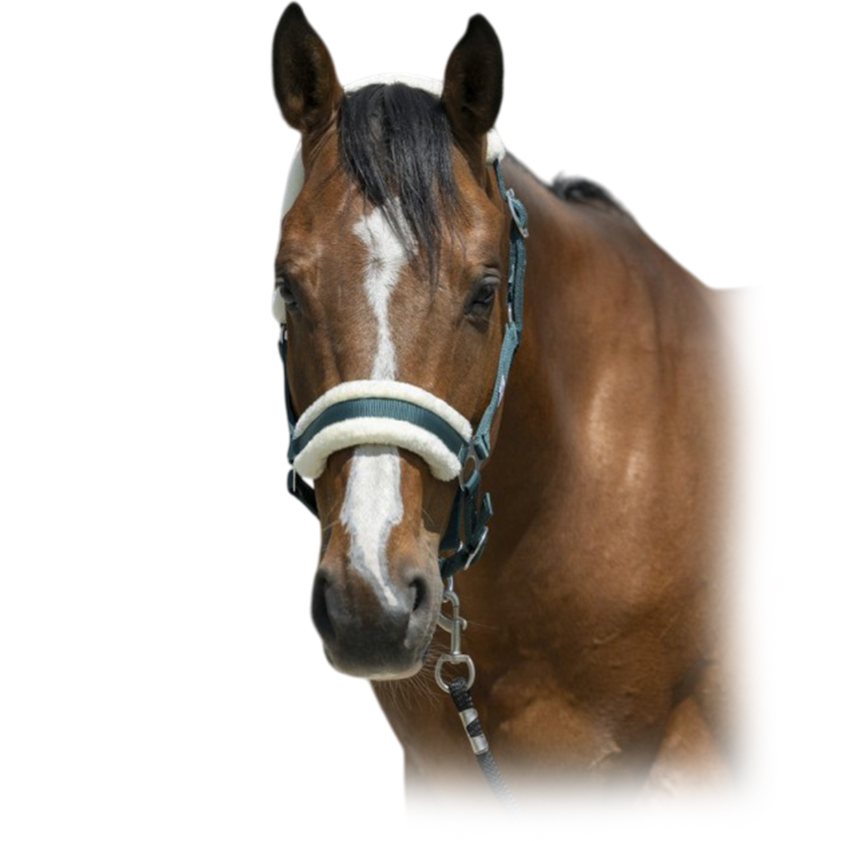 Недоуздок с мехом Недоуздок с мехом