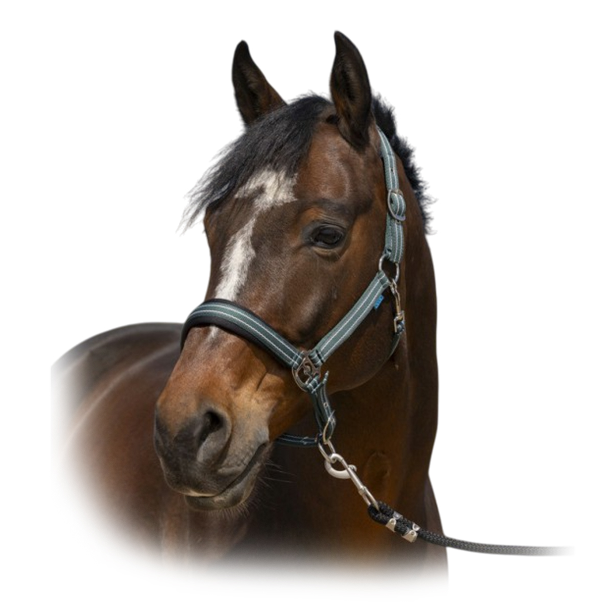 Недоуздок "4lines" Недоуздок "4lines"