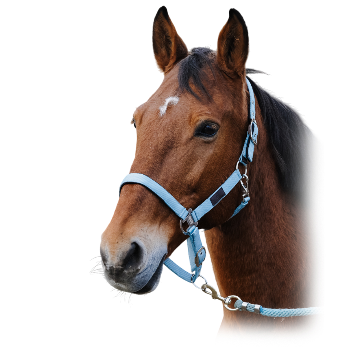 Недоуздок нейлоновый "Spring" Недоуздок нейлоновый "Spring"