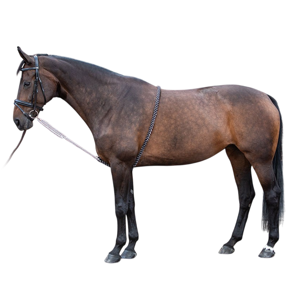 Лонжа Лонжа