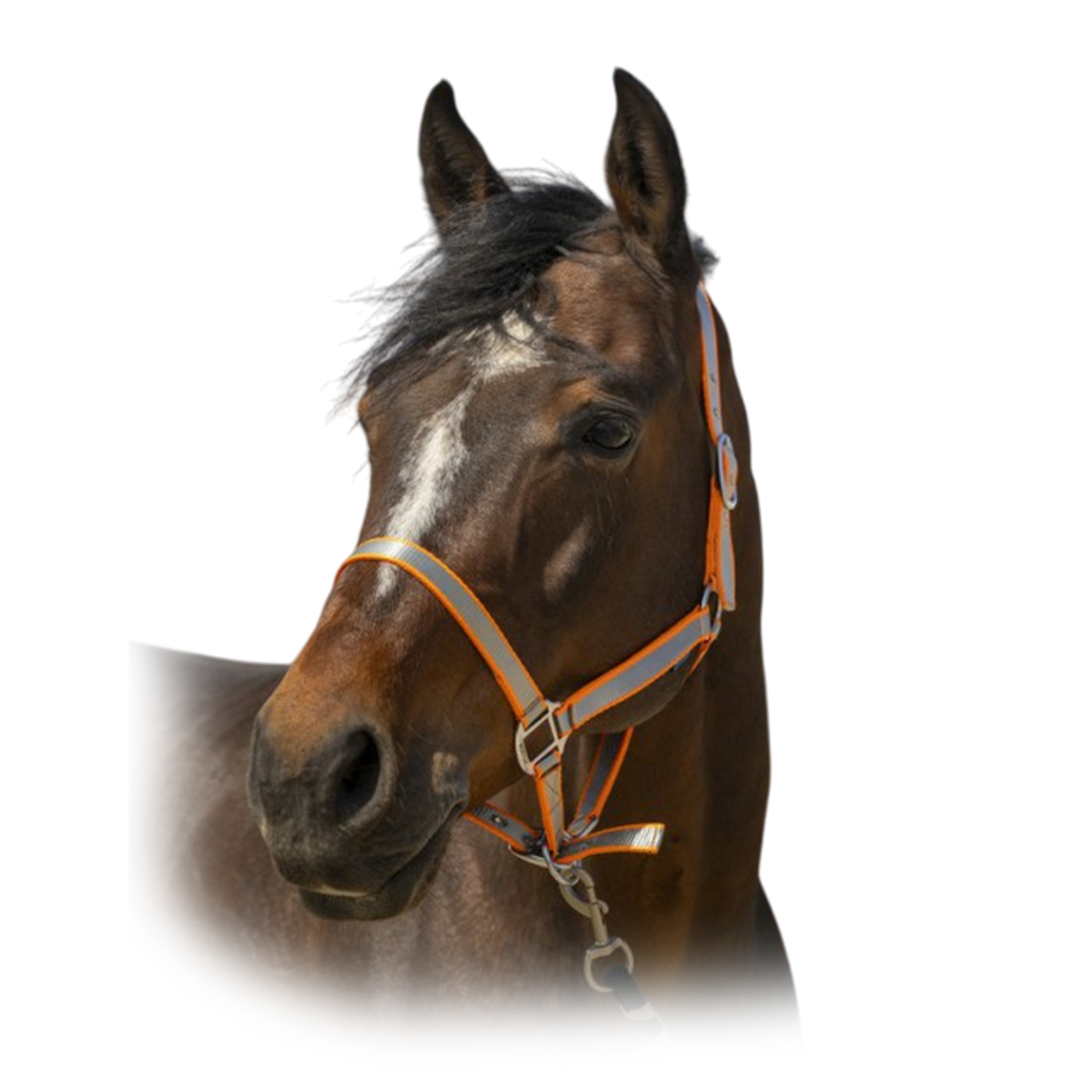 Недоуздок "Nylon Soft" Недоуздок "Nylon Soft"