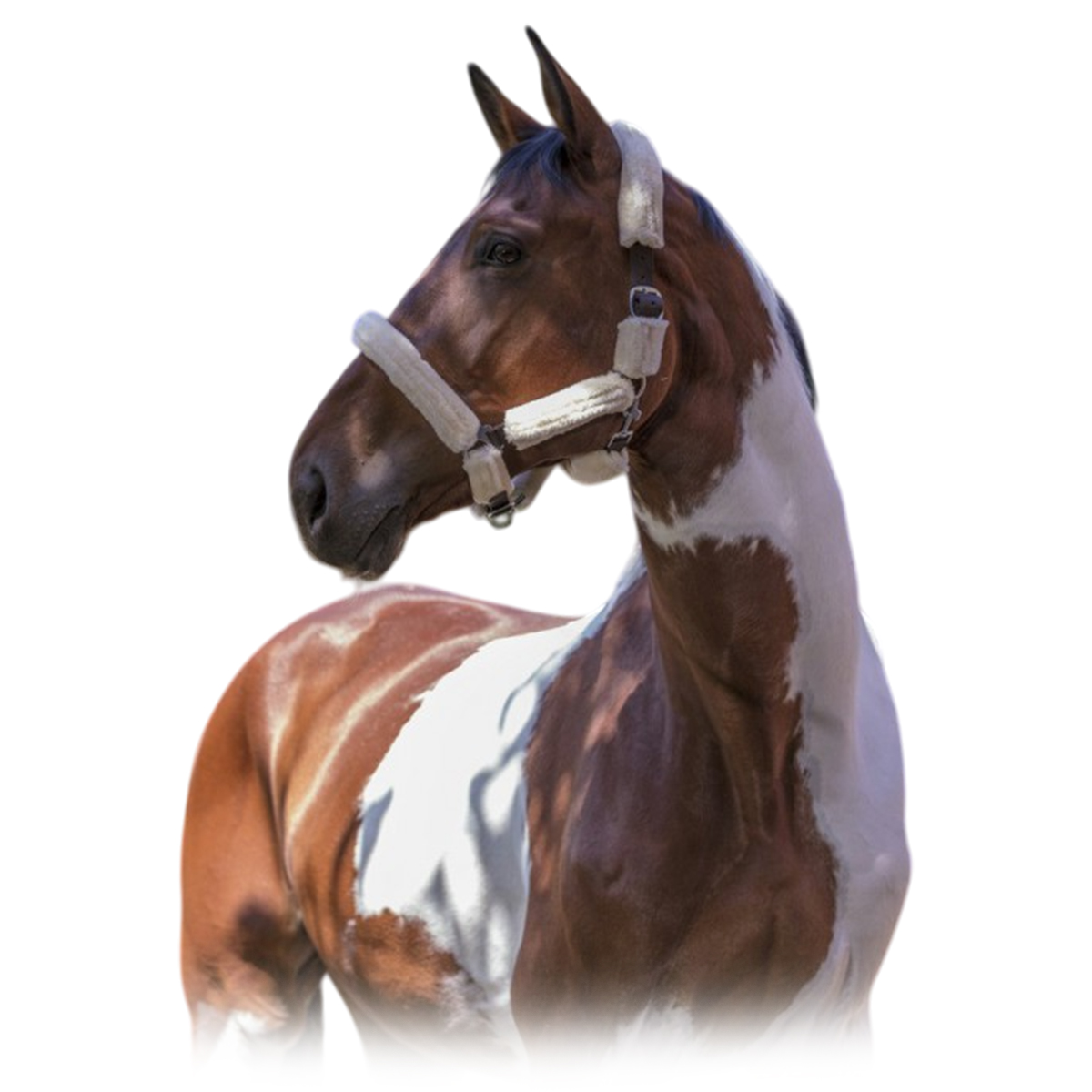 Недоуздок с мехом "Mouton synthétique" Недоуздок с мехом "Mouton synthétique"