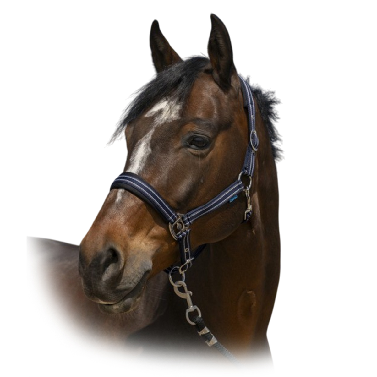 Недоуздок "4lines" Недоуздок "4lines"