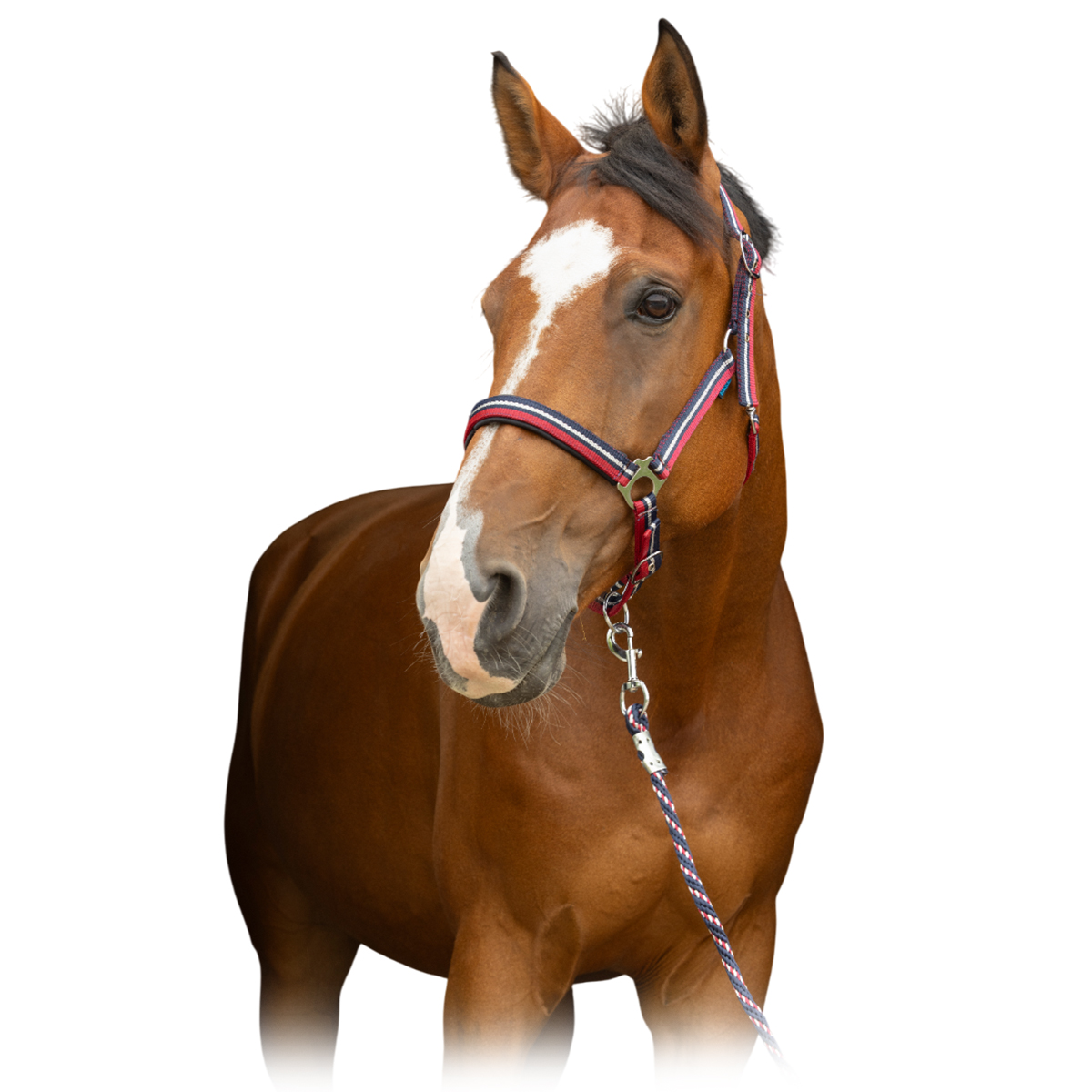 Комплект "BRILLANT” (недоуздок+чумбур) Комплект "BRILLANT” (недоуздок+чумбур)