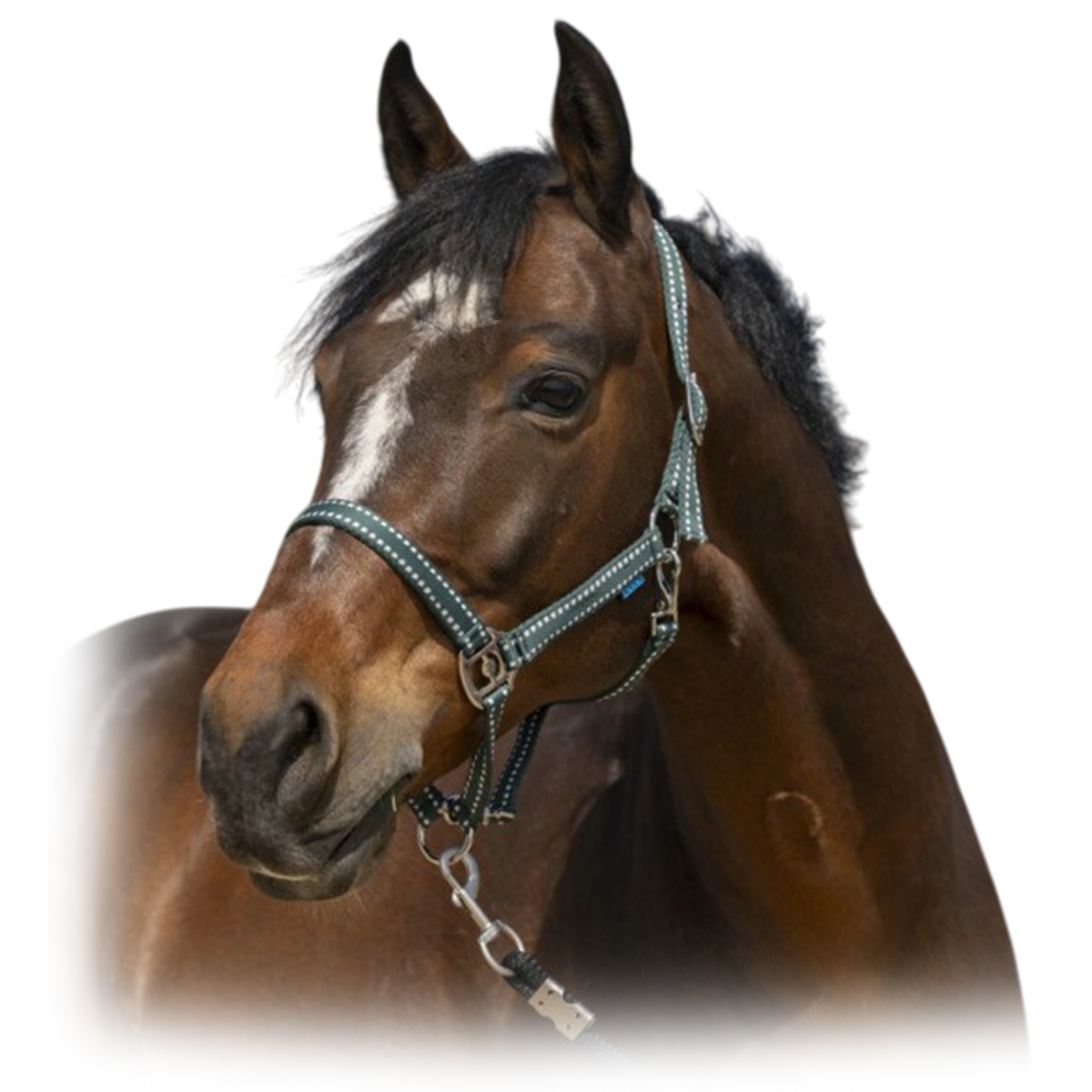 Недоуздок "Grooming" Недоуздок "Grooming"